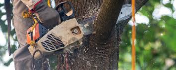 How Our Tree Care Process Works  in  Warm Springs, OR