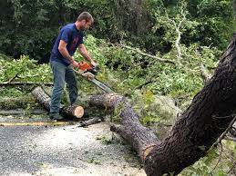 Warm Springs, OR Tree Care Company